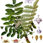 Boswellia_sacra