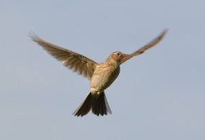 800px-Alauda_arvensis_qtl1