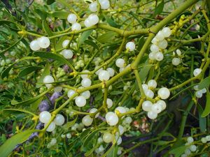 1024px-Viscum_album_002