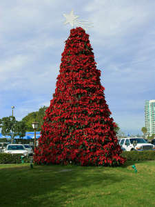 Poinsettia_tree