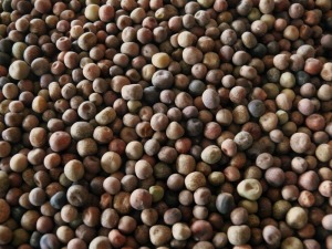 Wild_beans_z01
