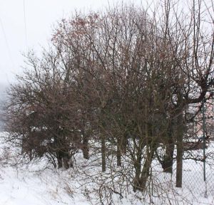 Zima_2010_01_10_0283