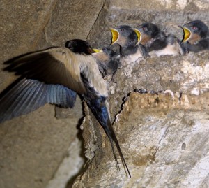 Hirundo_rustica