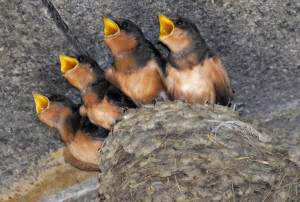 Hirundo_rustica_erythrogaster_-Massachusetts_-chicks-8
